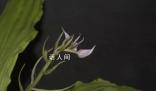 云南发现兰科新种盈江虾脊兰 云南铜壁关保护区发现了一种兰科植物新物种