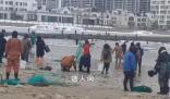 烟台多人捡海肠被海浪击倒溺水 落水者已被救起送医