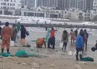 海边发生多起捞海肠溺水事件 有人冒险下海打捞