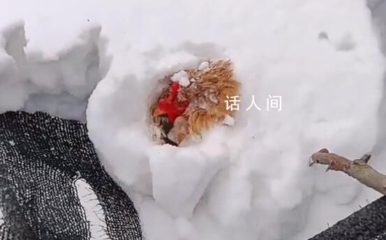 主人捡鸡蛋发现鸡被雪埋3天还活着 生命太顽强