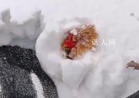 主人捡鸡蛋发现鸡被雪埋3天还活着 生命太顽强