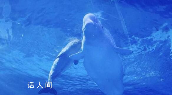 小白鲸“汤圆”成海洋馆新宠 引来很多游客在展示缸前驻足观看
