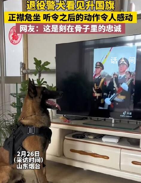 退役警犬看见升国旗正襟危坐 网友：这是刻在骨子里的忠诚