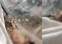 女子边笑边拿刀捅猫 派出所回应