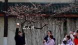 南京鸡鸣寺的樱花消息树开了 预示着南京最美樱花季即将到来