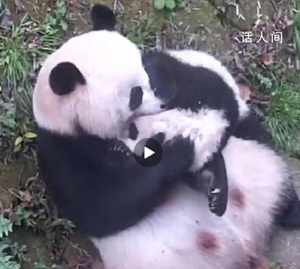 大熊猫花式吸娃越吸越上头 这么吸娃才得劲儿
