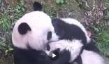 大熊猫花式吸娃越吸越上头 这么吸娃才得劲儿