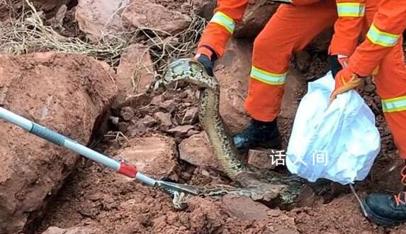 福建龙岩一工地挖出“冬眠”蟒蛇 6名消防救援人员赶赴现场处置