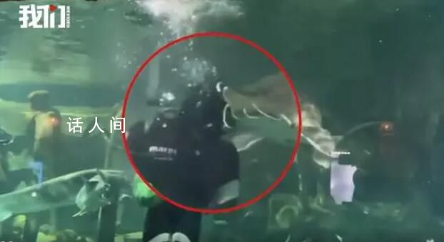 潜水员下水喂食时被大鱼咬头 潜水员未受伤无大碍