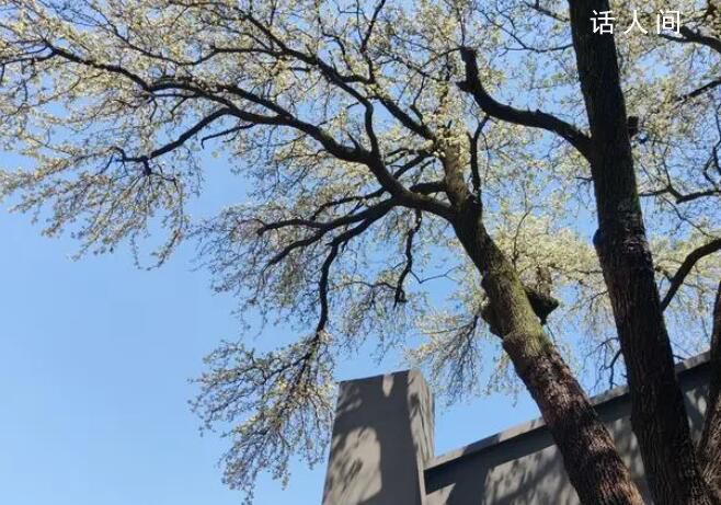 武汉150岁杜梨树开花 有老夫妻多次转车专程过来看它