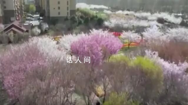 以“春”为媒联动“花经济” 感受当地不同的春日魅力