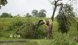 南昌红谷滩1600多棵树一夜被吹倒 已造成南昌市4人死亡10余人受伤