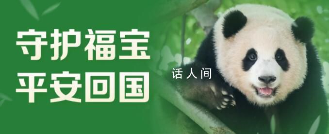 旅韩大熊猫福宝回国 需要经过哪些检验检疫程序