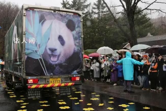 韩国粉丝送别福宝泣不成声 不少游客已经在雨中排起长队