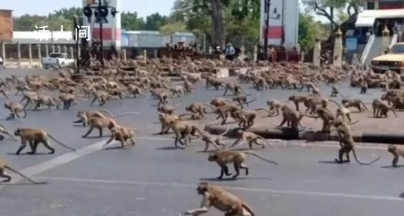 泰国两派数千只猴子打群架 给当地人正常生活造成了不少影响