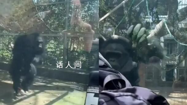 大猩猩疑被游客挑衅怒撞玻璃 很多游客没有素质以后会加强安保和多贴标语
